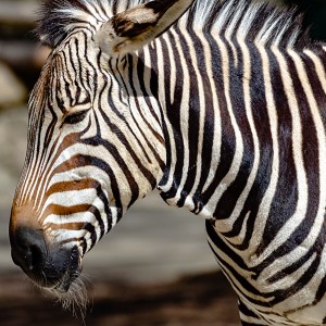 Hellabrunn München Zebra